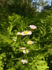 Erigeron philadelphicus