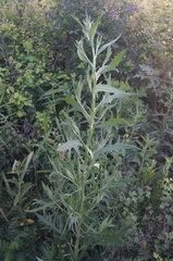 Saussurea japonica
