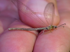 Neuroleon arenarius