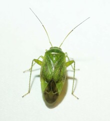 Apolygus lucorum