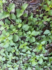 Acanthospermum australe