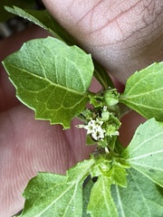 Acanthospermum australe