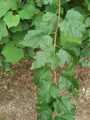 Physocarpus intermedius