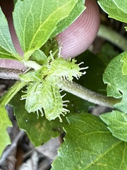 Acanthospermum australe