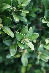 Buxus liukiuensis
