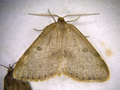 Macaria sulphurea