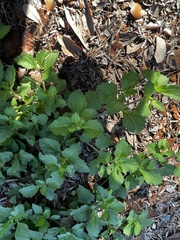 Acanthospermum australe