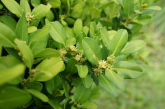 Buxus liukiuensis