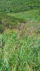 Agrostis agrostiflora