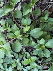 Acanthospermum australe