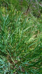Agrostis agrostiflora