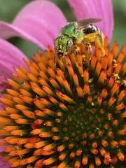 Agapostemon virescens