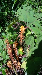Orobanche flava