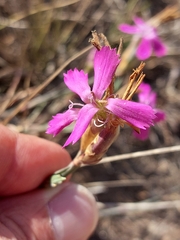 Dianthus cintranus