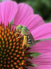 Agapostemon virescens