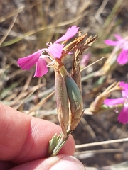 Dianthus cintranus