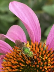 Agapostemon virescens