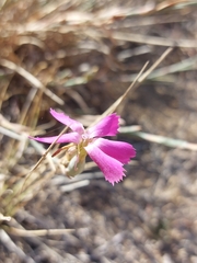 Dianthus cintranus