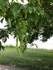 Pterocarya