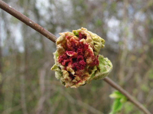 Filbert Bud Mite