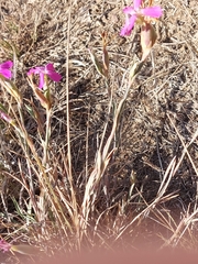 Dianthus cintranus
