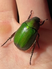 Anomala albopilosa albopilosa