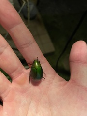 Anomala albopilosa albopilosa