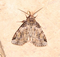 Stibaera