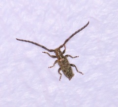 Eupogonius