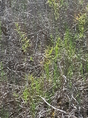 Salsola oppositifolia