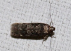 Chionodes formosella