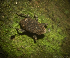 Poropterus bisignatus