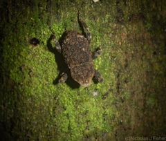 Poropterus bisignatus