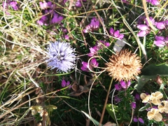 Jasione