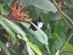 Heliconius sapho leuce