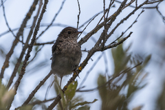 Phoenicurus phoenicurus