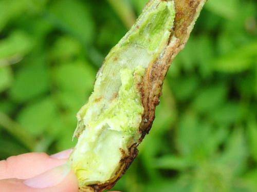 Steneotarsonemus phragmitidis