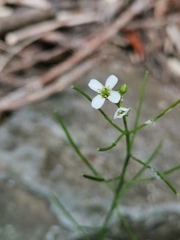 Cardamine caldeirarum