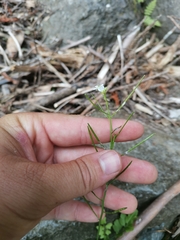 Cardamine caldeirarum