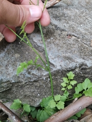 Cardamine caldeirarum