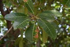 Ficus obtusifolia