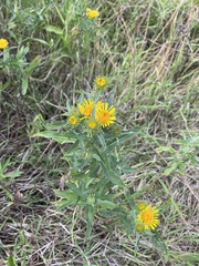 Pentanema britannica