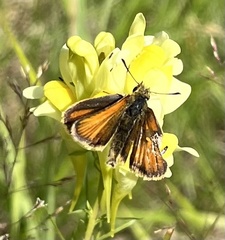 Thymelicus lineola
