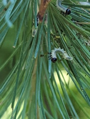 Pristiphora erichsonii