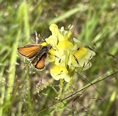Thymelicus lineola