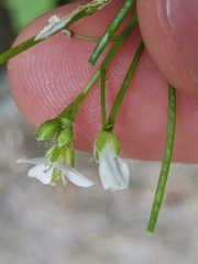 Cardamine caldeirarum