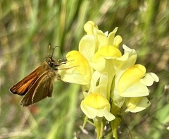 Thymelicus lineola