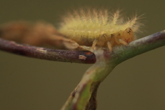 Subcoccinella vigintiquatuorpunctata