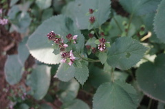 Phlomoides umbrosa