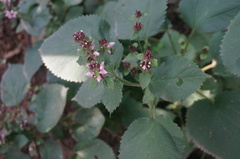 Phlomoides umbrosa